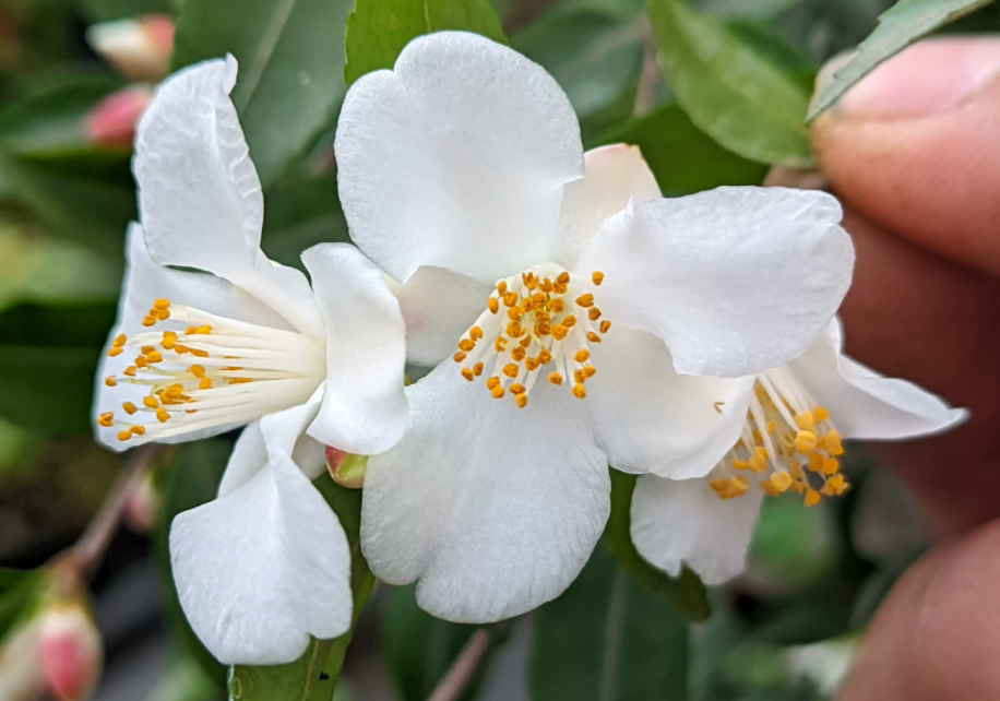 1764320761955509.png image.png